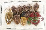 Scientific lot no. 979 Heteroptera (14 pcs)