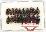 Scientific lot no. 558 Carabidae (19 pcs)