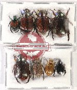 Scientific lot no. 246 Rutelinae (8 pcs)