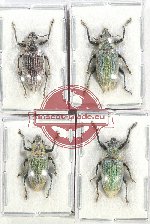 Scientific lot no. 686 Curculionidae (4 pcs)