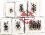 Scientific lot no. 678 Curculionidae (8 pcs)