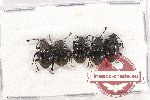 Scientific lot no. 69 Endomychidae (5 pcs)