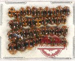 Scientific lot no. 66 Endomychidae (37 pcs)