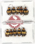 Scientific lot no. 411 Chrysomelidae (10 pcs)