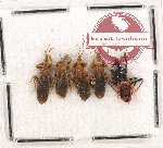 Scientific lot no. 989 Heteroptera (4 pcs)