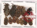 Scientific lot no. 964 Heteroptera (12 pcs)