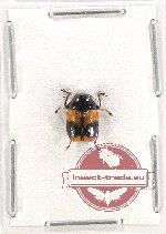 Chrysomelidae sp. 1Z