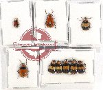 Scientific lot no. 410 Chrysomelidae (9 pcs)