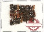 Scientific lot no. 137 Elateridae (37 pcs)