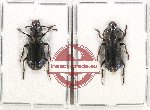 Scientific lot no. 10 Paussidae (2 pcs)