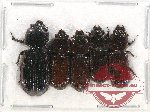 Scientific lot no. 126 Passalidae (5 pcs)