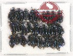 Scientific lot no. 121 Cleridae (30 pcs)