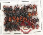 Scientific lot no. 82 Attelabidae (43 pcs)