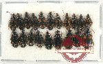 Scientific lot no. 556 Carabidae (20 pcs)