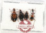Scientific lot no. 559 Carabidae (4 pcs)