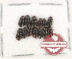 Scientific lot no. 174 Nitidulidae (13 pcs)