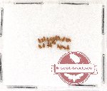 Scientific lot no. 170 Nitidulidae (20 pcs)