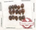 Scientific lot no. 168 Nitidulidae (15 pcs)