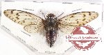 Cicadidae sp. 67