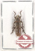 Niphona longicornis Pic, 1926