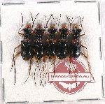 Scientific lot no. 71 Cicindelidae (5 pcs)