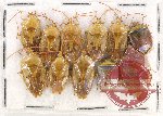 Scientific lot no. 978 Heteroptera (11 pcs)