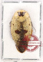 Scientific lot no. 77 Blattodea (1 pc)