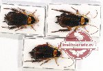 Scientific lot no. 79 Blattodea (3 pcs - 1 pc A2)