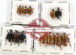 Scientific lot no. 247 Rutelinae (12 pcs)