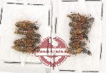 Scientific lot no. 130 Staphylinidae (10 pcs)