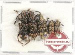 Scientific lot no. 110 Anthribidae (5 pcs)