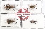 Scientific lot no. 107 Anthribidae (4 pcs)