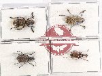 Scientific lot no. 106 Anthribidae (4 pcs - 1 pc A2)