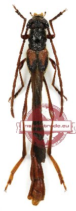 Necydalis montipanus Niisato et Ohbayashi (A2)