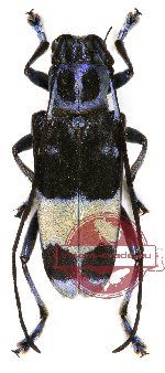 Paraglenea transversefasciata