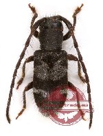 Gyaritodes laosensis (A2)