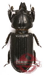 Passalidae sp. 16