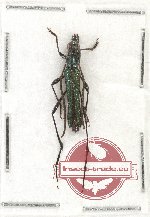 Metalloleptura virescens (A2)