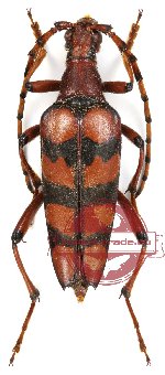 Macroleptura quadrizona