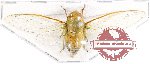 Cicadidae sp. 60 (A2)