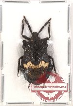 Pentatomidae sp. 8 (NOT SPREAD)