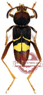 Xylotrechus latefasciatus