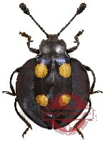 Eumorphus marginatus