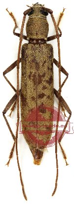 Oemospila maculipennis