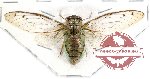 Cicadidae sp. 34 (A-)