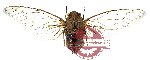 Cicada sp. 1 (SPREAD)