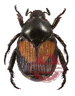 Popilia timoriensis