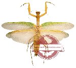 Rhombodera sp. 1 (A-)