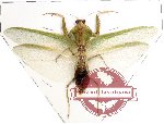 Rhombodera sp. 2