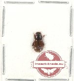 Aphodius pseudoreichei